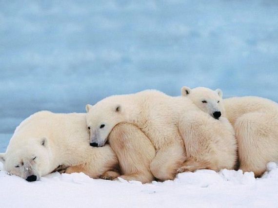 polar-bear-cuddle-fest
